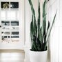 Sanseveria in potje